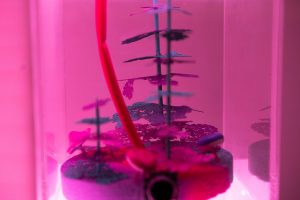 Model of a growing ecosystem inside an acrylic housing. Purple leds surround the acrylic housing.